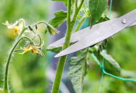 Zaštipování rajčat