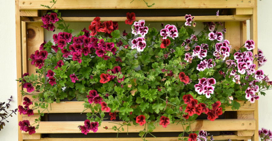 Jak na přezimování muškátů?  