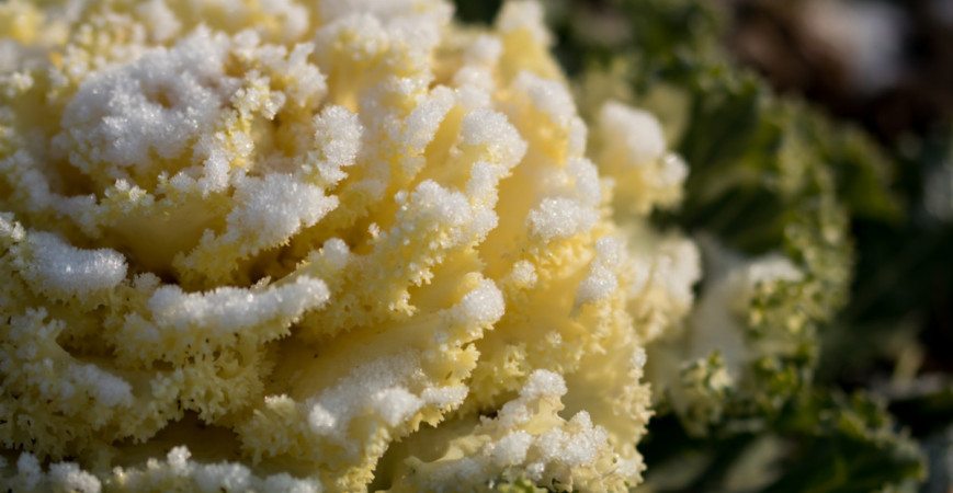 Nenáročný kadeřávek je plný vitamínů a přežije i mrazíky 