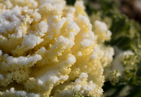 Nenáročný kadeřávek je plný vitamínů a přežije i mrazíky 