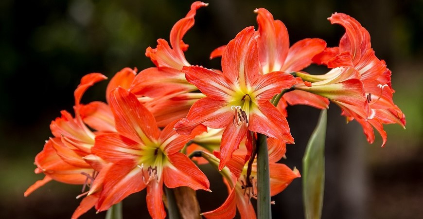 Nezaměňujte hvězdník a amarylis, není to totéž - 2. část