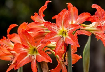 Nezaměňujte hvězdník a amarylis, není to totéž - 2. část