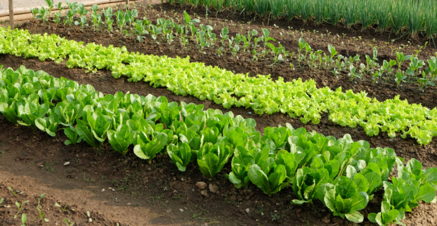 Nejen květiny mohou být ozdobou zahrady, zkuste to se zeleninou