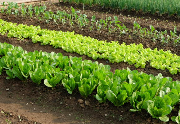 Nejen květiny mohou být ozdobou zahrady, zkuste to se zeleninou