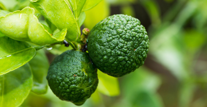 Citrusy v květináči - jak je pěstovat?