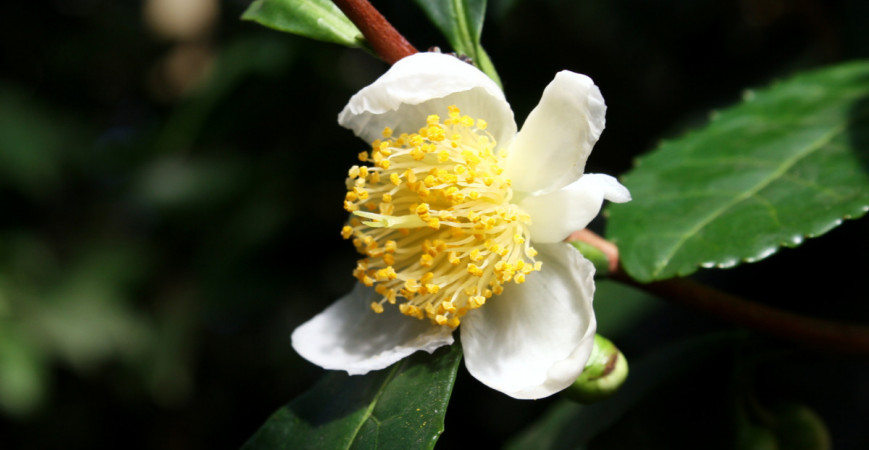 Vypěstujte si vlastní čajové lístky