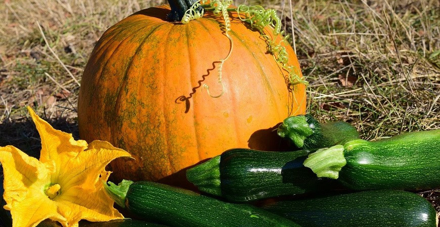 Jak pěstovat cukety a dýně ze semen