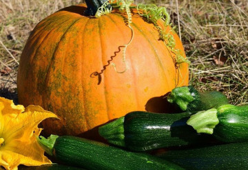 Jak pěstovat cukety a dýně ze semen