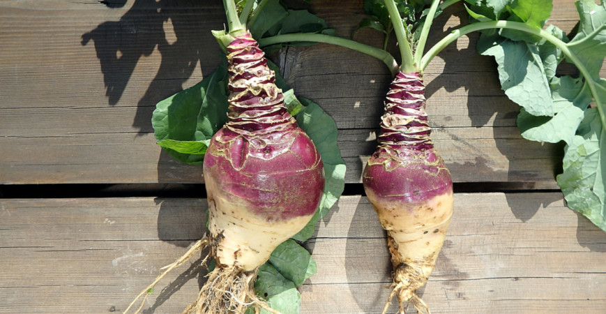 Tuřín - v minulosti zaháněl hlad, dnes je ideální při redukčních dietách