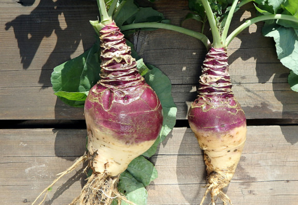 Tuřín - v minulosti zaháněl hlad, dnes je ideální při redukčních dietách