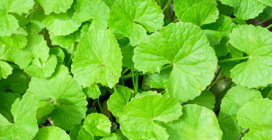 Asijské léčivky, které se dají pěstovat doma 