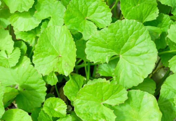 Asijské léčivky, které se dají pěstovat doma 