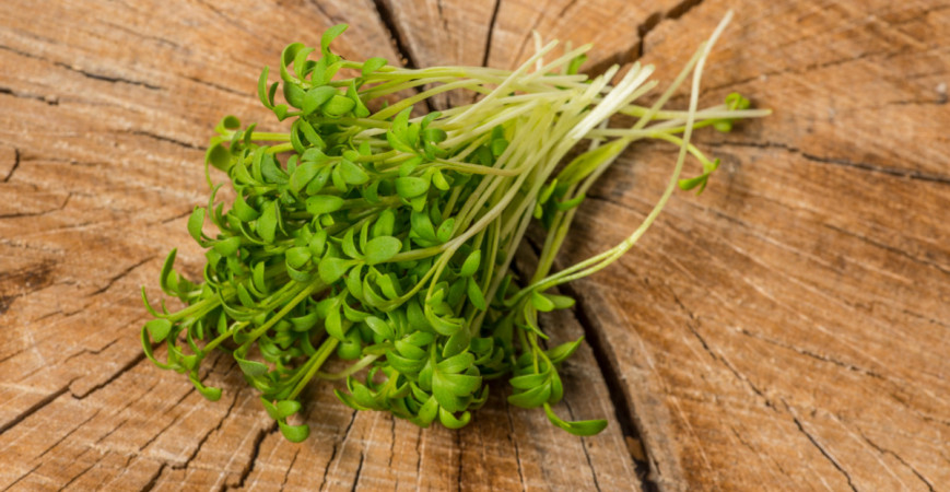 Řeřicha setá - nálož vitamínů a minerálů dostupných po celý rok 