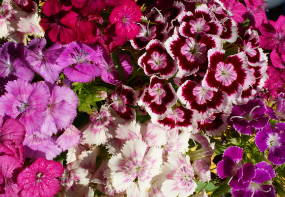 Letnička, dvouletka nebo trvalka - hvozdík lze pěstovat různě