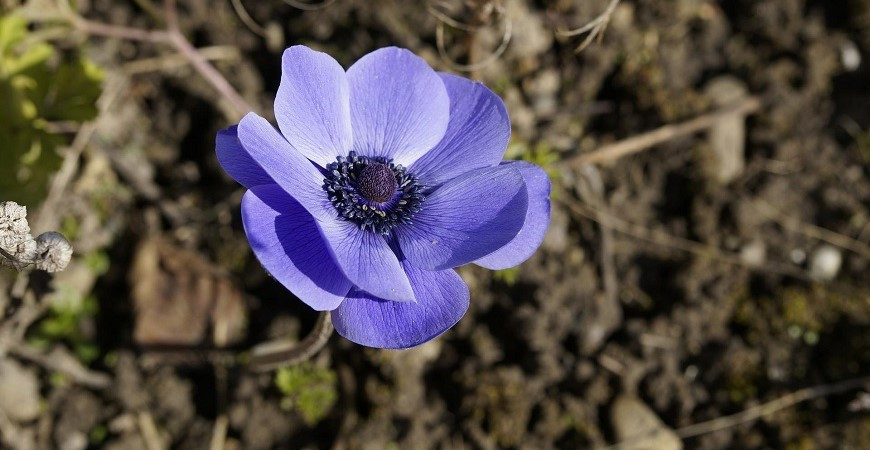 Sasanky na zahradě vykouzlí barevné koberce 