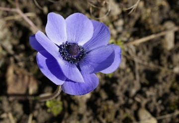 Sasanky na zahradě vykouzlí barevné koberce 