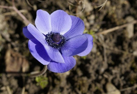 Sasanky na zahradě vykouzlí barevné koberce 