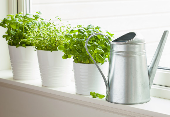 Plánujete záhon léčivek? Přinášíme vám několik rad, jak na něj