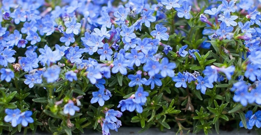 Lobelky, půvabné letničky do nádob