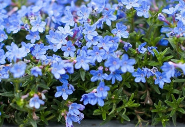 Lobelky, půvabné letničky do nádob