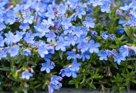 Lobelky, půvabné letničky do nádob