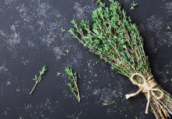 Plané rostliny a jejich využití