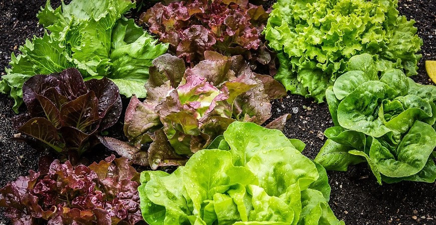 Zelenina od jara do zimy - saláty