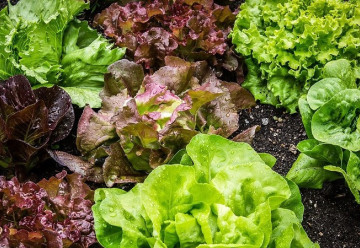 Zelenina od jara do zimy - saláty