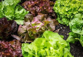 Zelenina od jara do zimy - saláty