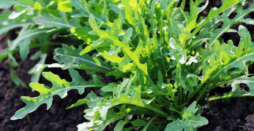 V jarním jídelníčku nezapomínejte na rukolu