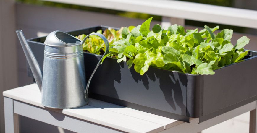 Jak na pěstování v BIO kvalitě?