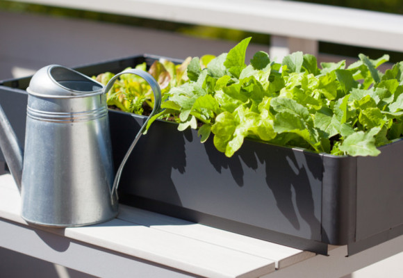 Jak na pěstování v BIO kvalitě?