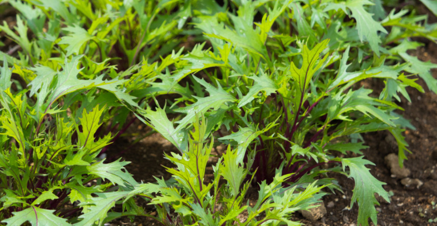 Že znáte jen pekingské zelí? Zkuste si letos vysadit i jiné druhy asijských zelenin - 1.část