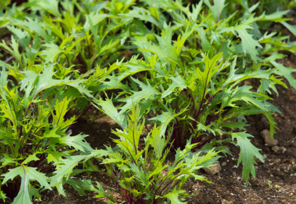 Že znáte jen pekingské zelí? Zkuste si letos vysadit i jiné druhy asijských zelenin - 1.část