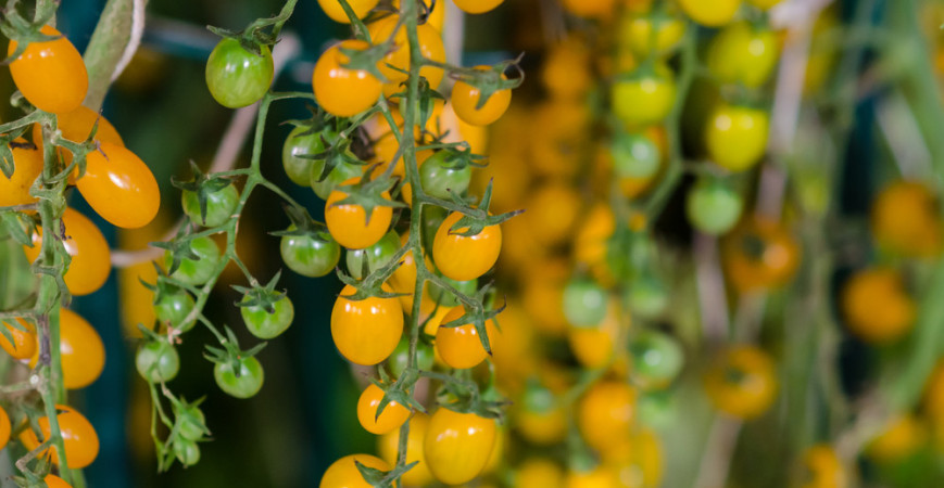 I na balkóně můžete pěstovat zeleninu