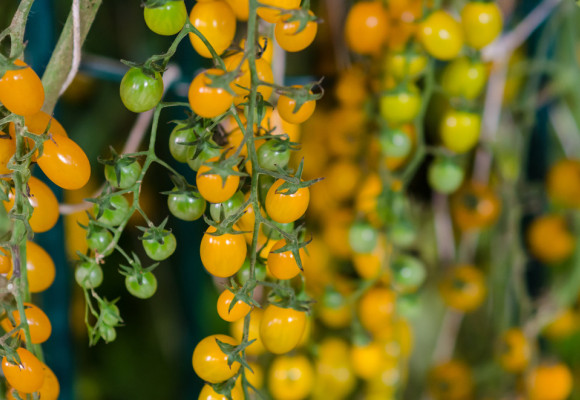 I na balkóně můžete pěstovat zeleninu