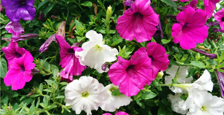 Jaké květiny do truhlíku na trvale osluněný balkón? 