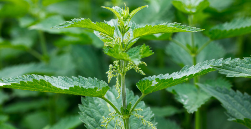 Podívejte se na kopřivu i z její druhé stránky, té užitečné