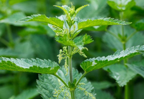 Podívejte se na kopřivu i z její druhé stránky, té užitečné