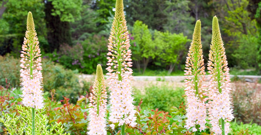 Eremurus, nebo-li liliochvostec, krásná trvalka s nezvykle vysokým květenstvím