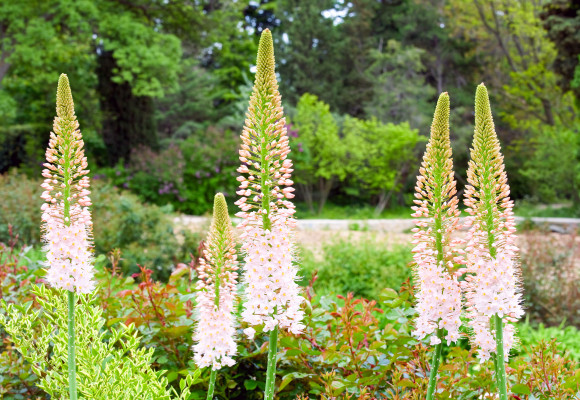 Eremurus, nebo-li liliochvostec, krásná trvalka s nezvykle vysokým květenstvím