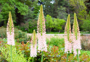 Eremurus, nebo-li liliochvostec, krásná trvalka s nezvykle vysokým květenstvím
