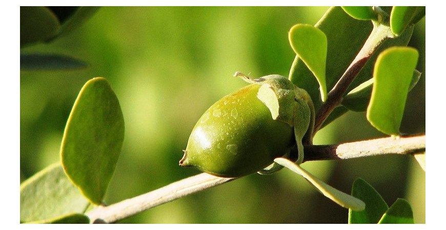 Vypěstujte si jojobu