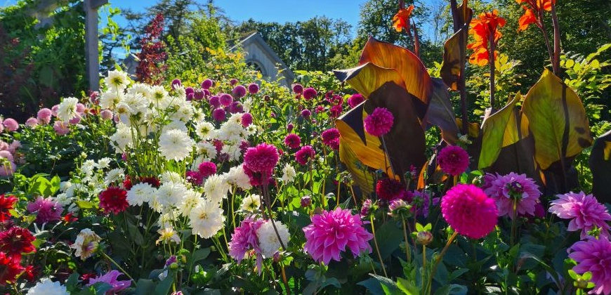 Jarní cibuloviny 2025